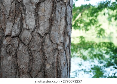 Close-up of rough pine tree bark texture with a blurry lake and green trees background