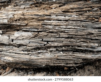Closeup rough texture of decaying tree bark