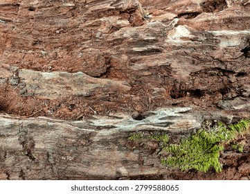 Closeup rough texture of decaying tree bark