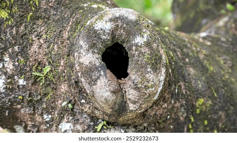 close-up of a rough, textured tree trunk with a dark, hollow cavity. - Powered by Shutterstock