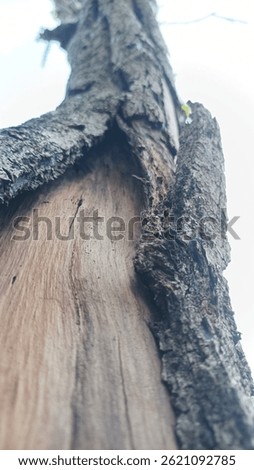 Close-up of rough tree bark peeling away, revealing smooth inner wood texture. Captured from a low angle with a natural daylight background.
