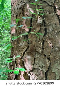 Close-up of rough tree bark with small green climbing vines and thin stems growing up the trunk in a shaded forest setting. The image highlights natural bark texture, vertical plant growth, organic surface patterns, woodland greenery, and soft outdoor light in a quiet natural environment. No identifiable people visible.