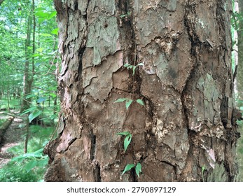 Close-up of rough tree bark with small green climbing vine leaves growing up the trunk in a shaded forest setting. The image highlights natural bark texture, layered woodland greenery, organic surface patterns, vertical plant growth, and soft outdoor light in a quiet natural environment. No identifiable people visible.