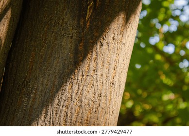 Close-up of rough tree bark surface showing organic patterns and earthy tones in natural daylight.