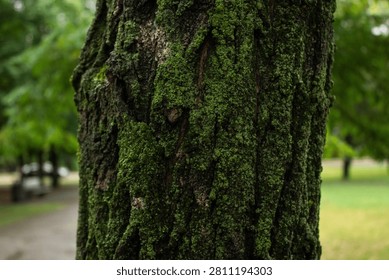 Close-up of a rough tree trunk covered with thick green moss in a park on a blurry background.