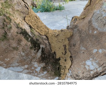 Close-up of a rough tree trunk featuring a dirt trail, likely from termites, in the fork of the branches.