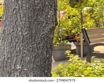 Close-up of a rough tree trunk texture with copy space, featuring a beautiful blurry city park background with bokeh and a wooden bench
