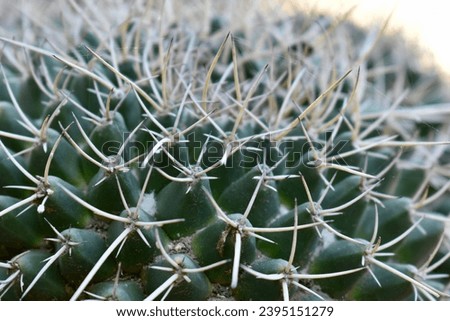 Closeup of round cactus, cactus spikes, nature, abstract, texture, background