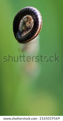 Image, Stock Photo Garden snail V Leaf