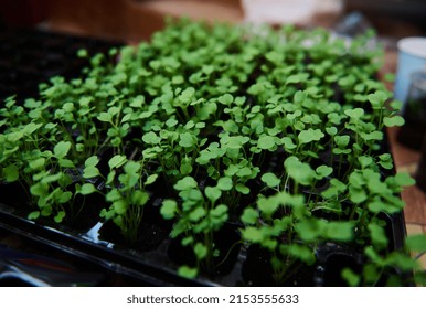 Close-up Of A Row Of Young Plants, Arugula Sprouts Grown In Black Soil On A Cassette In A Greenhouse. Horticulture, Horticulture, Farming Hobby And Agricultural Business