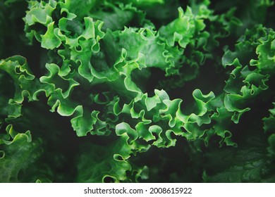 Closeup Of Rows Of Organic Healthy Green Lettuce Plants. Local Vegetable Planting Farm. Fresh Green Curly Iceberg Salad Leaves Growing Texture. Natural Vegetable Garden Background. Copy Space