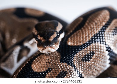 Close-up of a royal python snake.