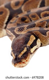 Closeup Royal Pythons Head Stock Photo 6978208 | Shutterstock