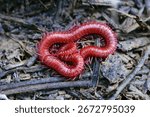 A closeup of a Ruby red centipede coiled on the ground in a forest of North Carolina