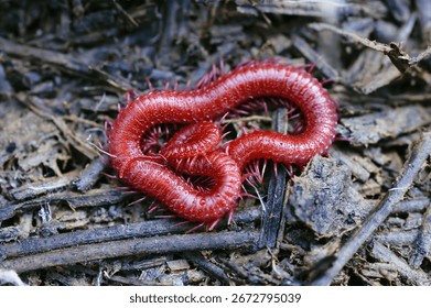 A closeup of a Ruby red centipede coiled on the ground in a forest of North Carolina