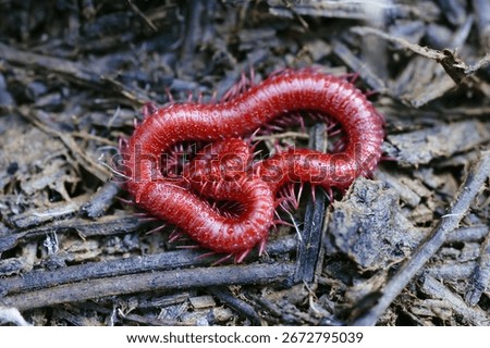 A closeup of a Ruby red centipede coiled on the ground in a forest of North Carolina