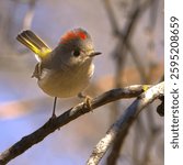 Close-up of a ruby-crowned kinglet perched on a branch in natural habitat, showcasing its distinctive red crown and delicate features.