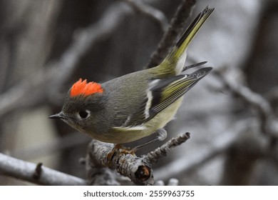 Close-up of a ruby-crowned kinglet perched on a branch with its vibrant red crest visible.