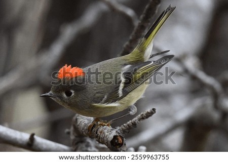 Close-up of a ruby-crowned kinglet perched on a branch with its vibrant red crest visible.