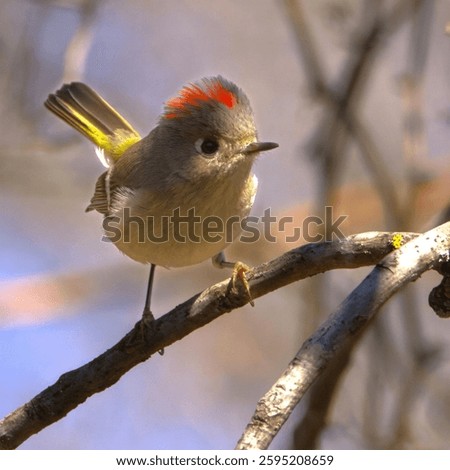 Close-up of a ruby-crowned kinglet perched on a branch in natural habitat, showcasing its distinctive red crown and delicate features.