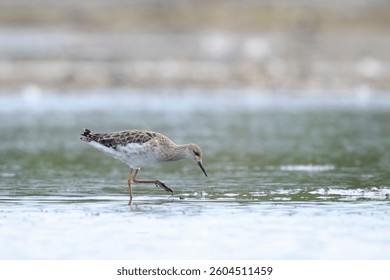 Close-up of a Ruff, Calidris pugnax, wading bird foraging in wetlands