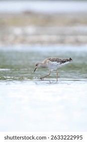 Close-up of a Ruff, Calidris pugnax, wading bird foraging in wetlands