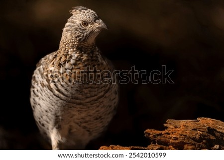 A closeup of a ruffed grouse perched on a rotten tree bark with a dark blurry background