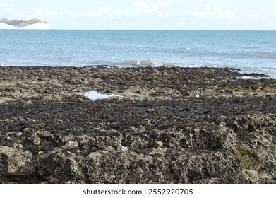 Close-up of a rugged rocky shore covered in seaweed, with a seagull perched near tidal pools and the blue ocean stretching to the horizon in East Sussex, England - Powered by Shutterstock