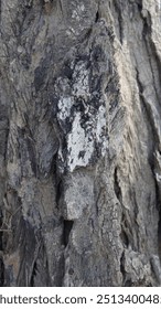 Close-up of rugged tree bark texture with natural patterns. #NatureLovers #TreeBark #Texture #EarthyVibes #NatureDetails #MacroPhotography #ForestFinds #RusticBeauty #Wilderness #TrendingNow