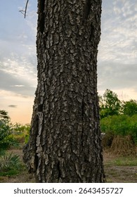 Close-up of rugged tree bark texture captured at sunset, with a soft sky and lush greenery in the background. A peaceful tropical nature detail.
