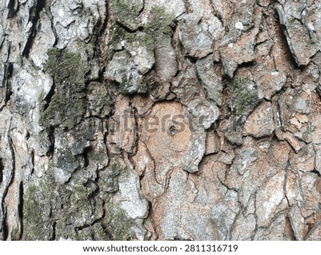 Close-up of rugged tree bark texture with central target-like indentation pattern