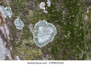 Closeup of a rugged tree trunk surface covered in vibrant green moss and intricate lightcolored lichen patches, showcasing organic textures and natural patterns.