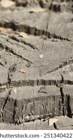 Close-up of rugged tree trunk texture with natural patterns. #NatureLovers #TreeBark #Texture #EarthyVibes #NatureDetails #MacroPhotography #ForestFinds #RusticBeauty #Wilderness #TrendingNow#tree