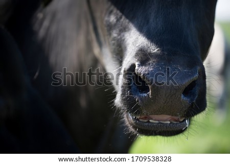 Close-up of a ruminating black cow standing in a meadow, lit sideways by the sun. The beak is slightly open, saliva flows out of the mouth. Focus on the animal's shiny nose, blurred background