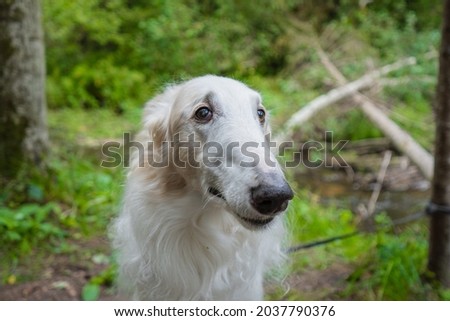 Closeup of a Russian hunting sighthound