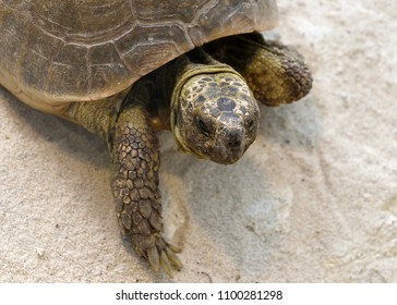 Closeup Of The Russian Tortoise (Agrionemys Horsfieldii), Also Known As Horsfield's Tortoise, Afghan Or The Central Asian Tortoise