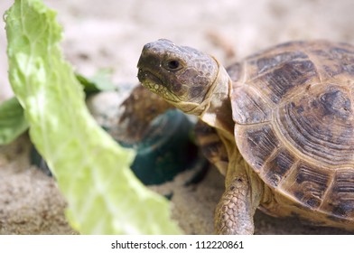 Close-up of Russian turtoise eating lettuce - Powered by Shutterstock