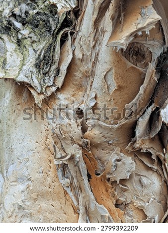 A close-up of a rustic, curved paperbark tree branch with textured peeling bark, featuring a subtle spiderweb and green leaves against an overcast sky.
