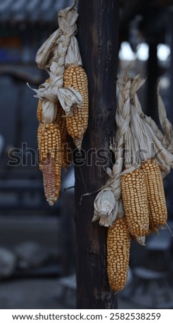 A Close-up of Rustic Dried Corn Cobs Hanging on a Wooden Post