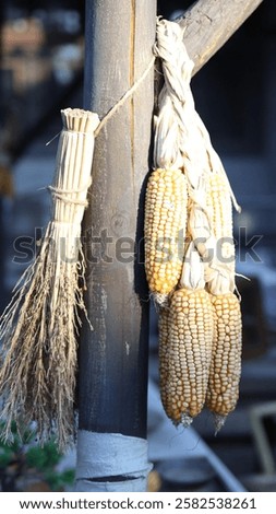 A Close-up of Rustic Dried Corn Cobs Hanging on a Wooden Post