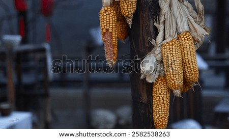 A Close-up of Rustic Dried Corn Cobs Hanging on a Wooden Post