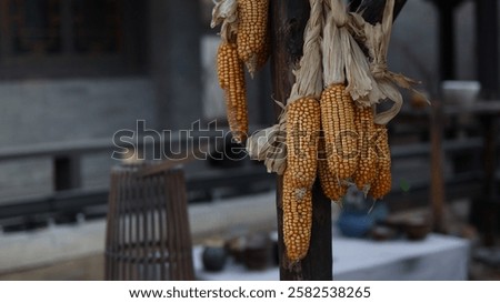 A Close-up of Rustic Dried Corn Cobs Hanging on a Wooden Post