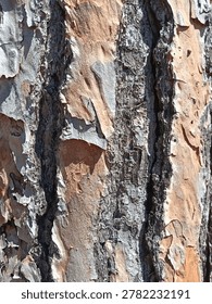 Close-up of rustic pine tree bark texture.