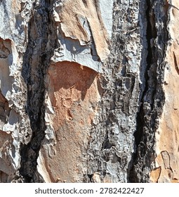 Close-up of rustic pine tree bark texture.