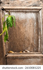 A close-up of a rustic wooden panel featuring visible grain and texture. A green plant cascades from the corner, contrasting with dried leaves below. The composition balances vibrancy and natural deca