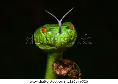 Similar – Image, Stock Photo anthurium Anthurium