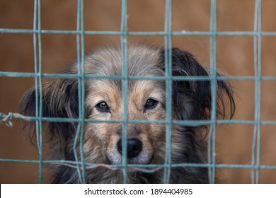 Closeup Of Sad Dog Puppy Looking Through Bars Of Cage.