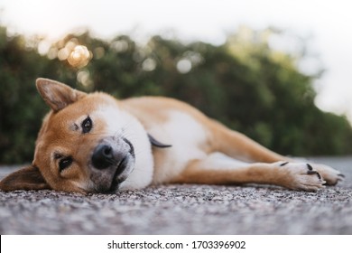 Closeup Sad Dog Rest On Green Landscape, Chilling Shiba Inu Calm Leisure On Park, Pet Relaxing Lies On Nature, Animal Relax Holiday 