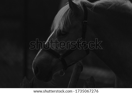 A closeup of a sad looking horse in black and white