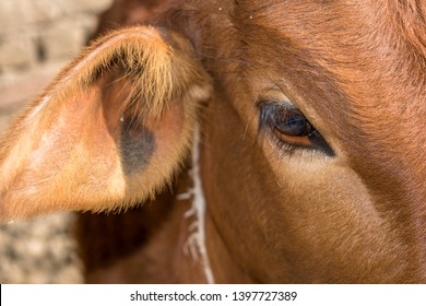 Closeup Of A Sad Mother Cow At A Slaughter House And It's Expressions Are So Sad  